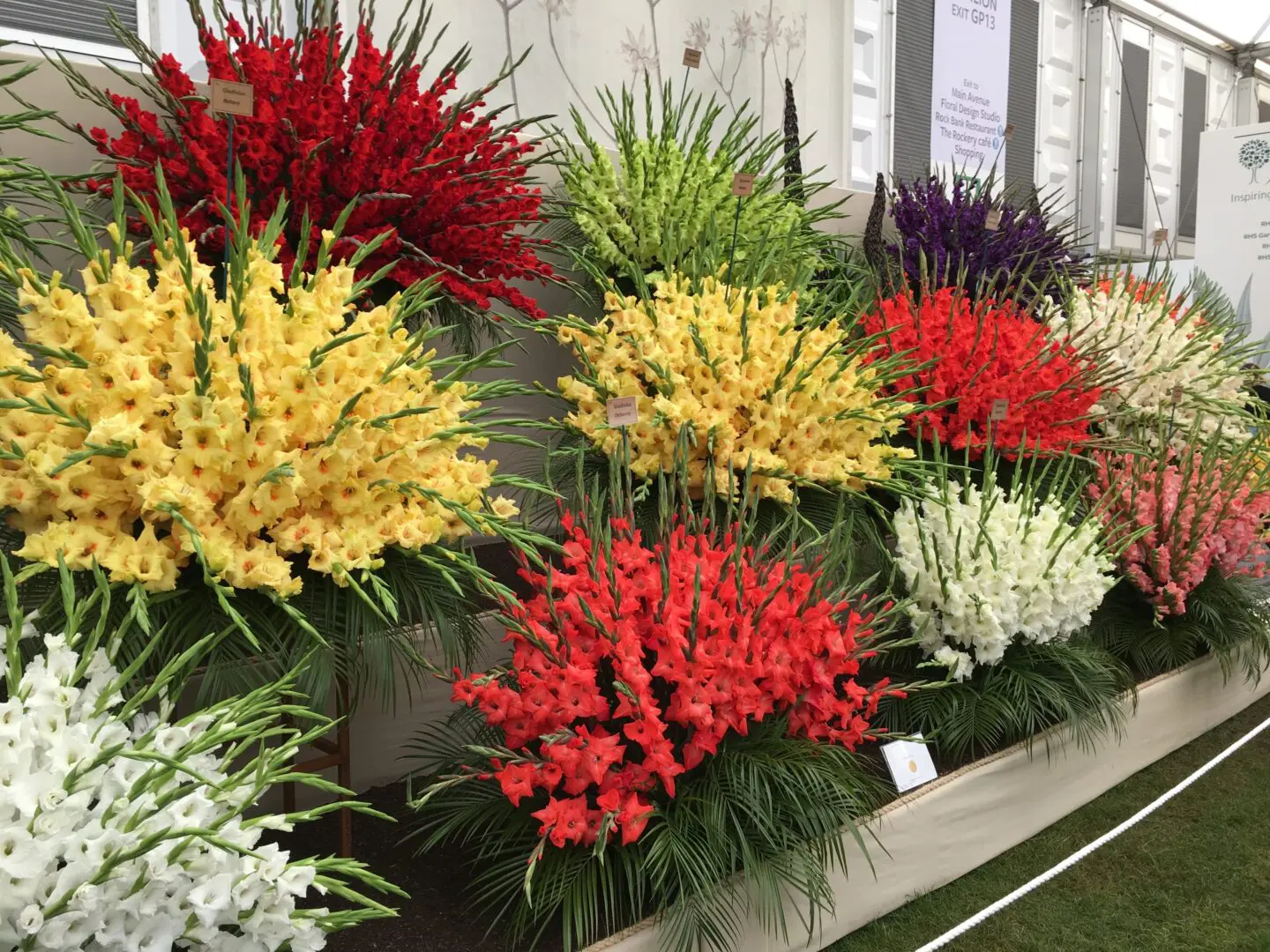 Colorful,Flowers,At,Chelsea,Flower,Show