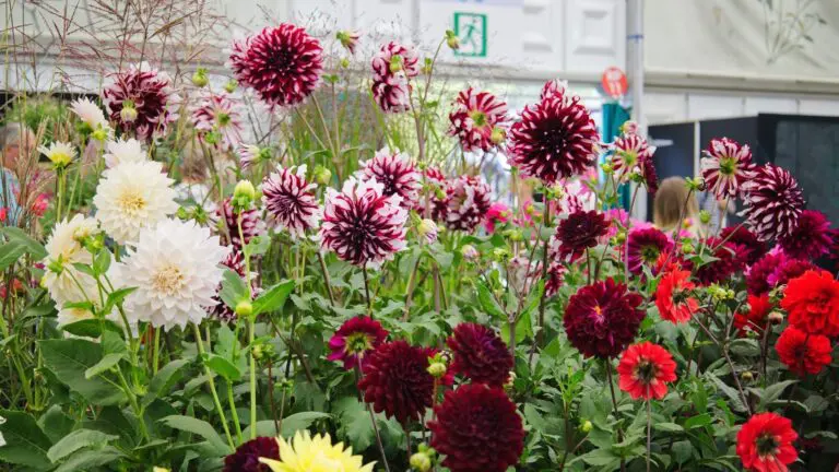 RHS Chelsea Flower Show